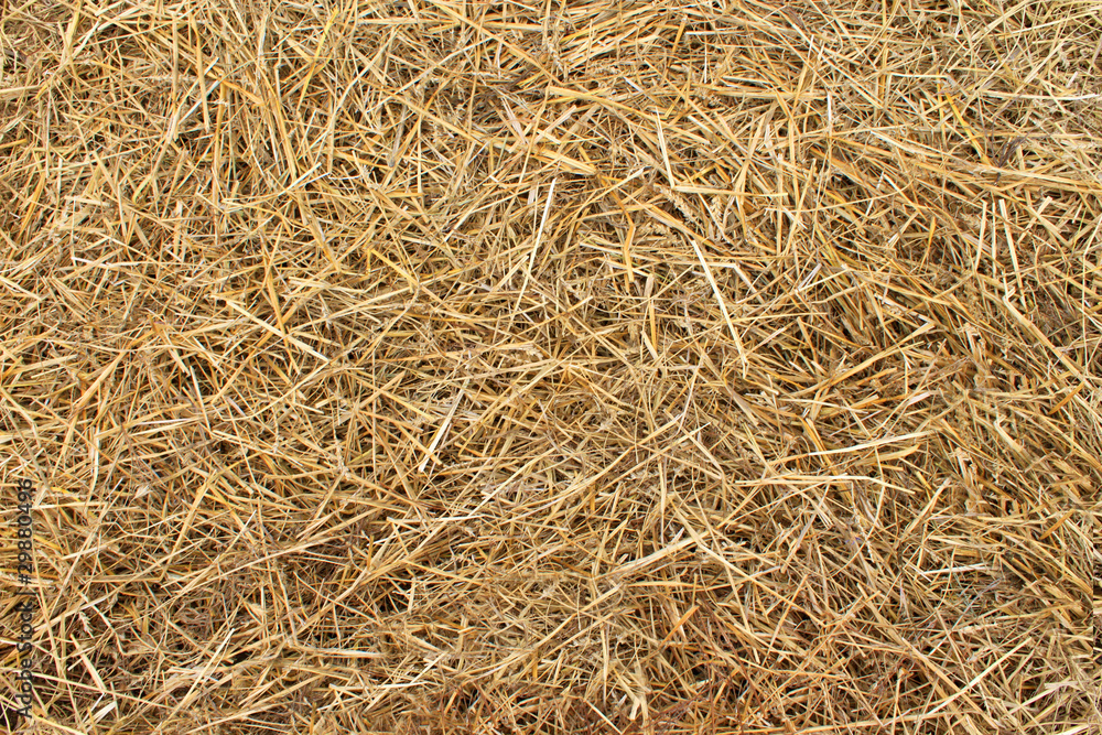 Dry yellow hay background