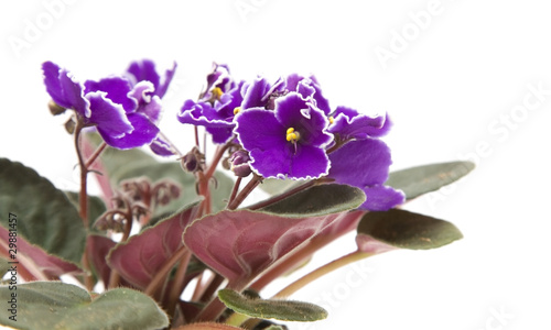 dark purple african violet with white petal edge