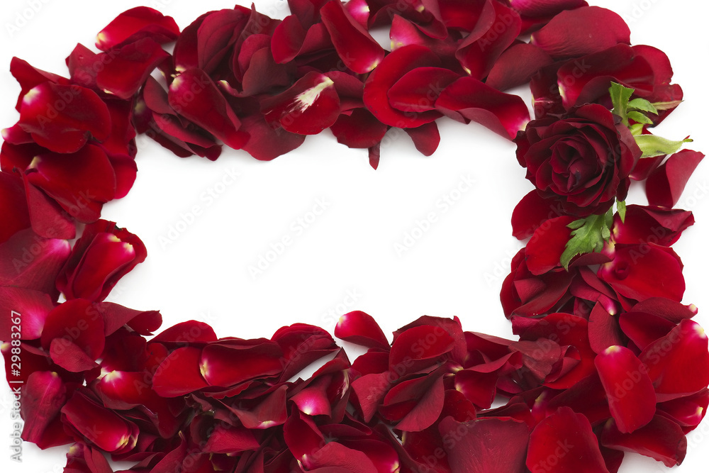 frame of red rose petals frame of red rose petals