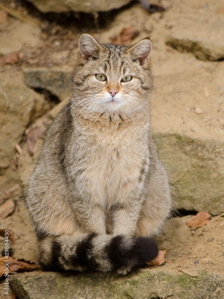 Fototapeta premium Wildkatze, Wild cat, Felis silvestris