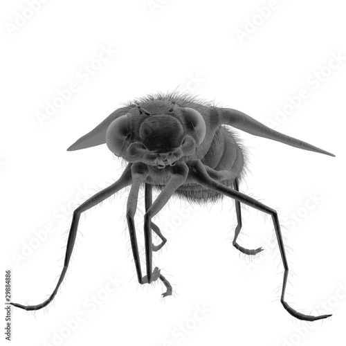 Housefly Close-Up photo