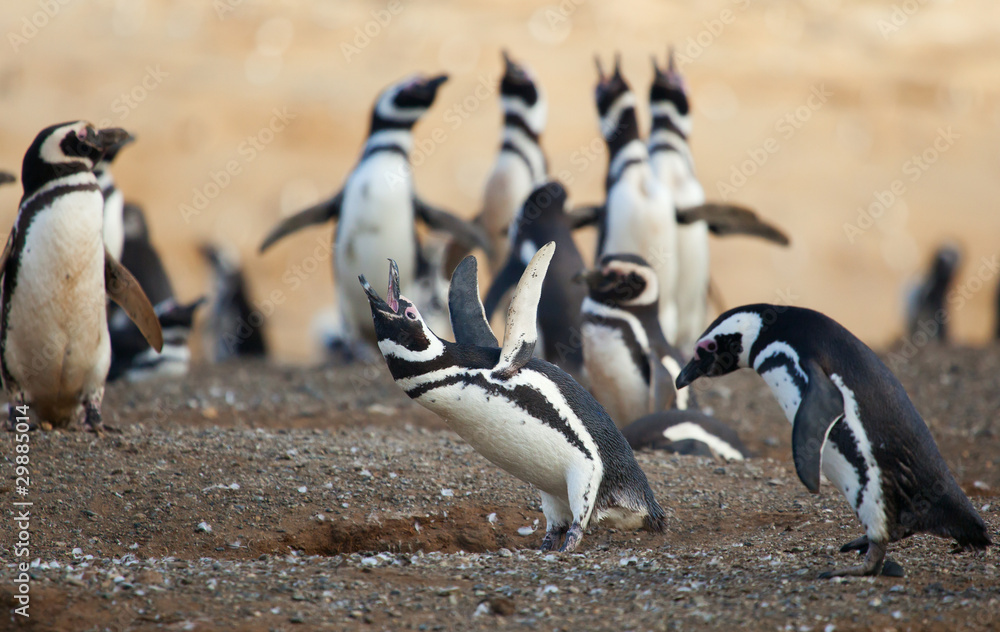 Fototapeta premium Magellanic penguin crying loud with its wings up