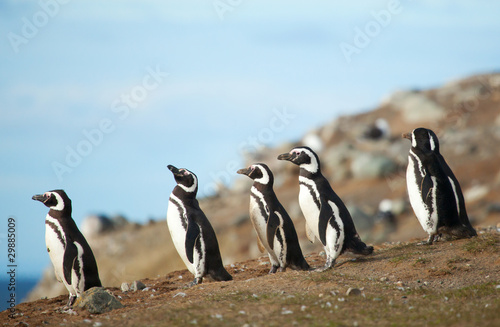 Five magellanic penguins on the sea shore
