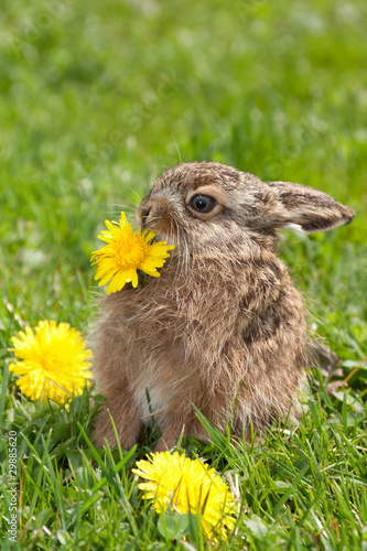 Fototapeta little hare