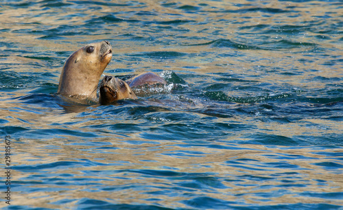 Two South American Sea Lions in the water