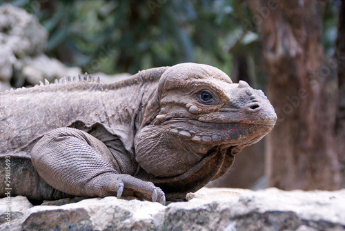 Schuppenkriechtier - Leguan photo