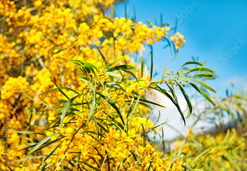 Mimosa blossoms on blue sky background