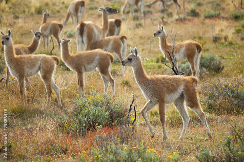 Many young guanacoes in Torres del Paine national park, Chile