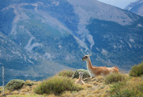 Mother guanaco with its baby. Torres del Paine national park