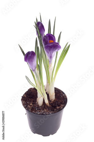 purple crocus © MarFot