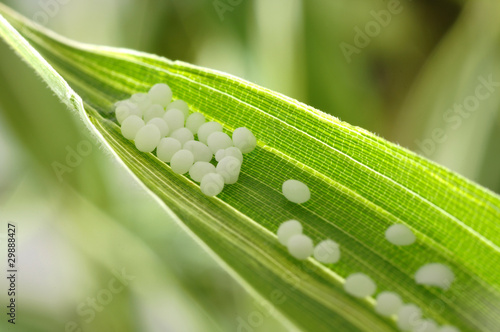 Globule homeopathy on Plant