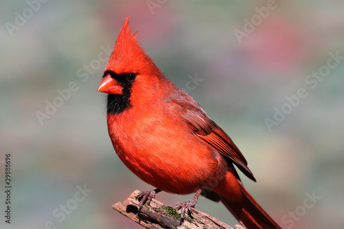 Northern Cardinal On A Branch © Steve Byland