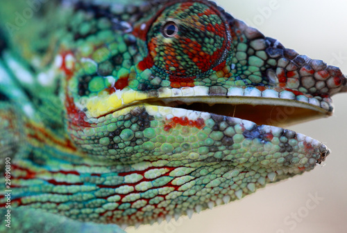 Fototapeta Naklejka Na Ścianę i Meble -  tête de chameleo pardalis, caméléon 