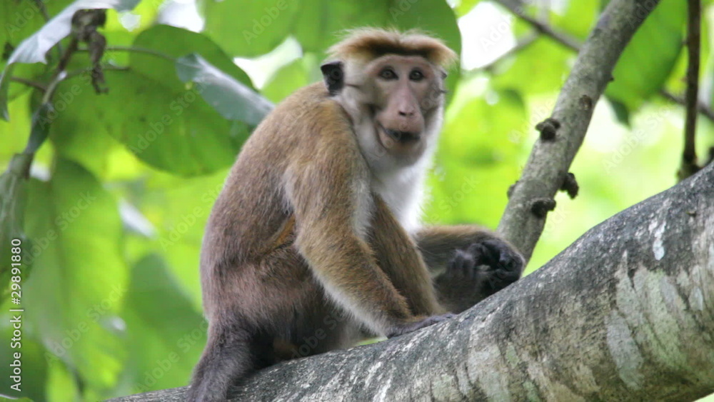 Monkey Monkey