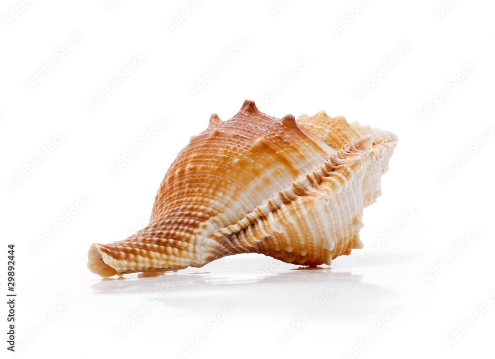 clamshell isolated clamshell isolated
