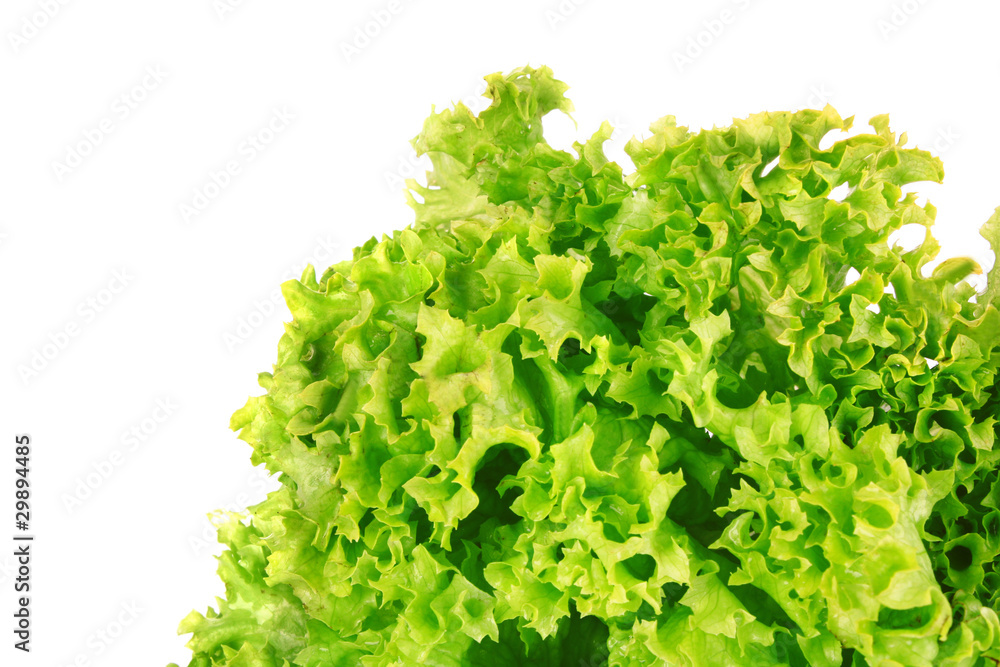 fresh lettuce isolated on white background fresh lettuce isolated on white background