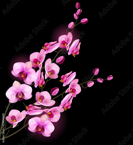 Orchid pink flower isolated on black background