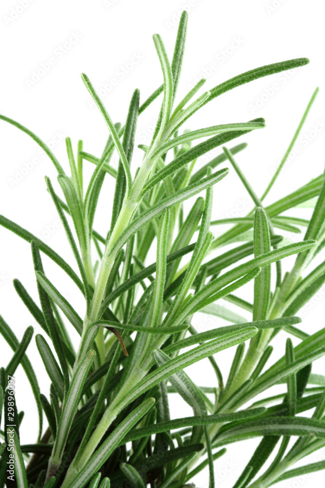 romarin, Rosmarinus officinalis, plante médicinale romarin, Rosmarinus officinalis, plante médicinale