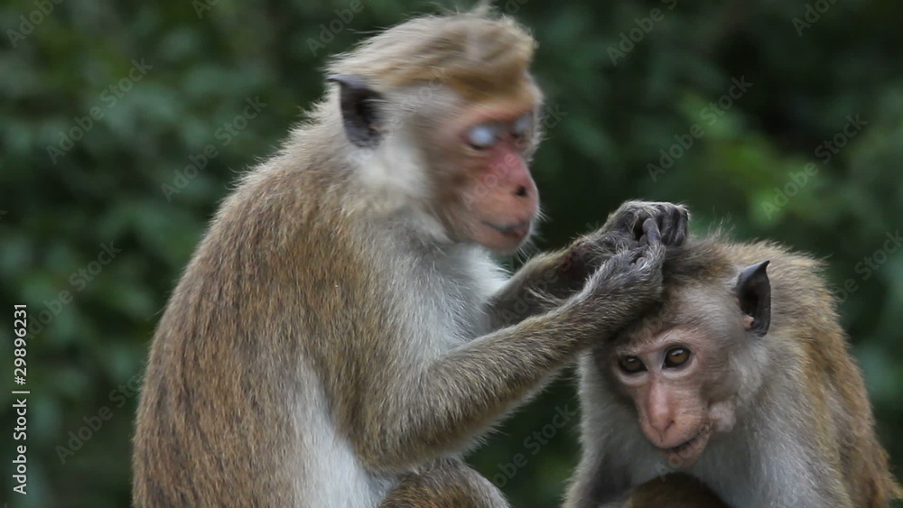 Monkey Monkey