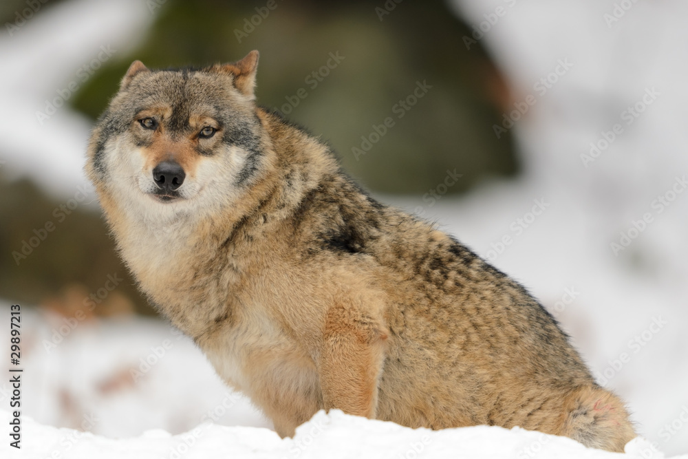 Naklejka premium Wolf, Canis lupus