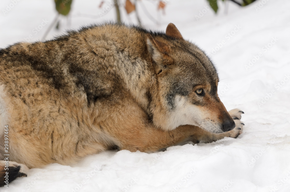 Fototapeta premium Wolf, Canis lupus