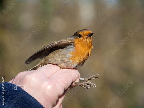 petit oiseau : Rouge-gorge - séance de baguage photo