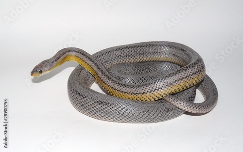 Dilute Anery Stripe