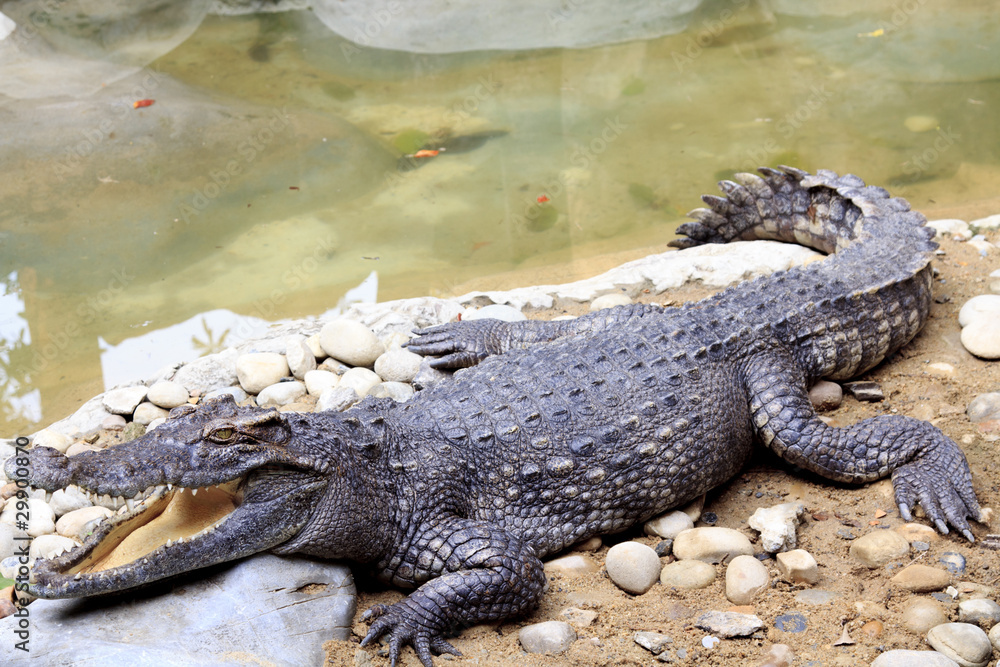 Dangerous huge crocodile in a zoo
