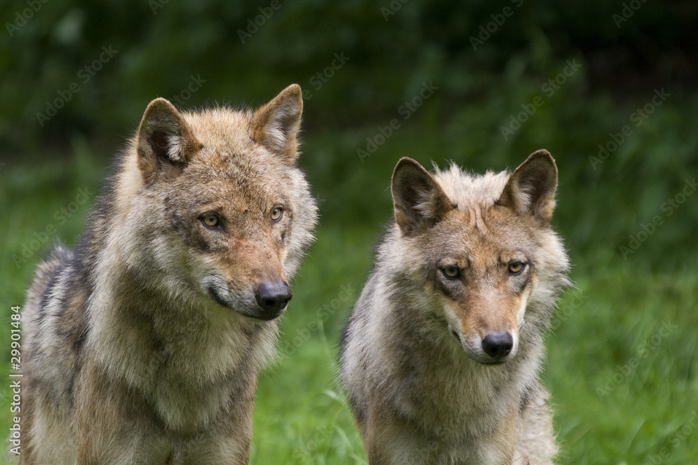 Fototapeta premium zwei Wölfe ( Canis lupus )