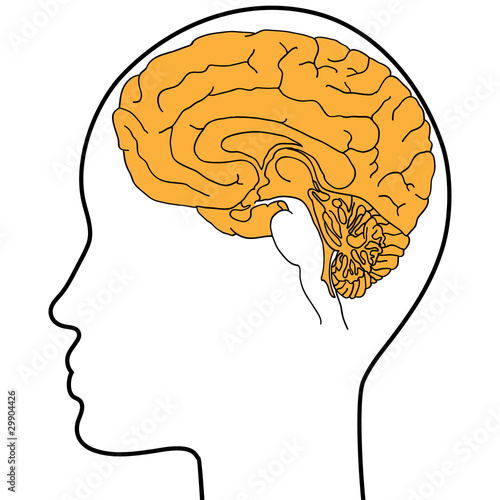brain in head