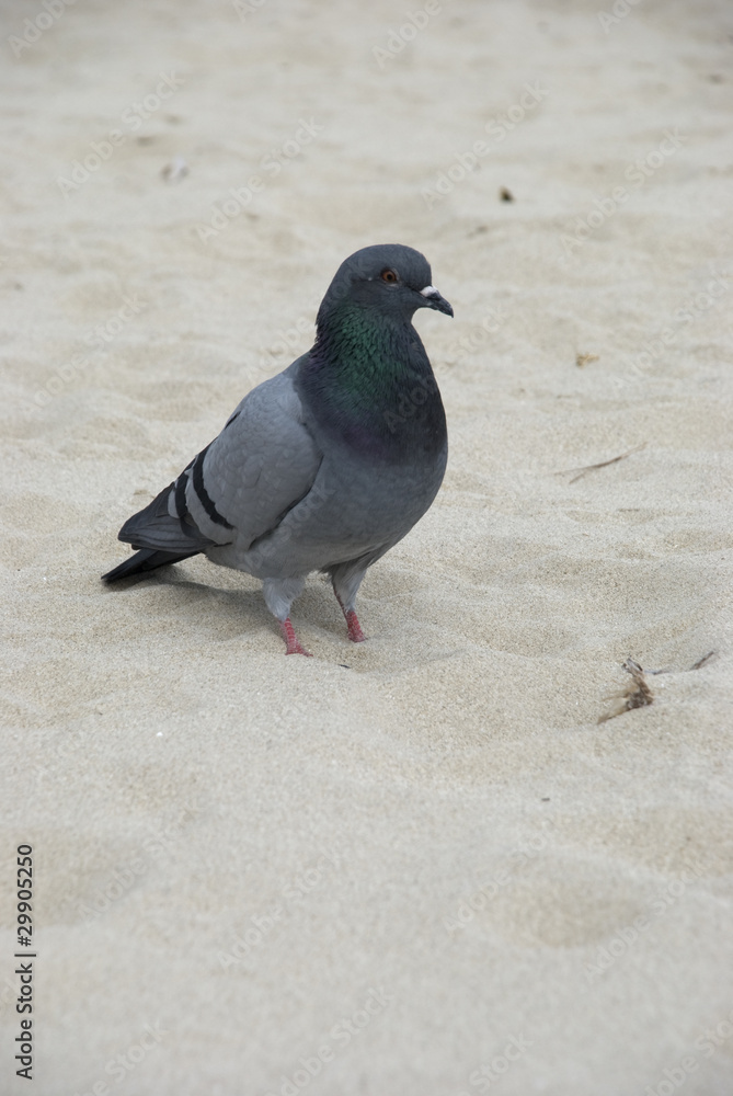 Obraz premium pigeons