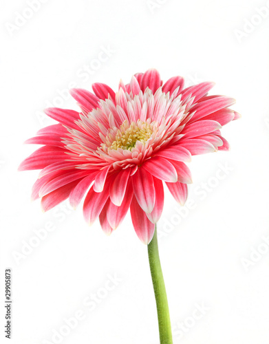 Gerbera