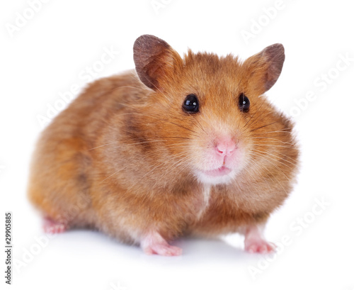 Wallpaper Mural Hamster isolated on white Torontodigital.ca