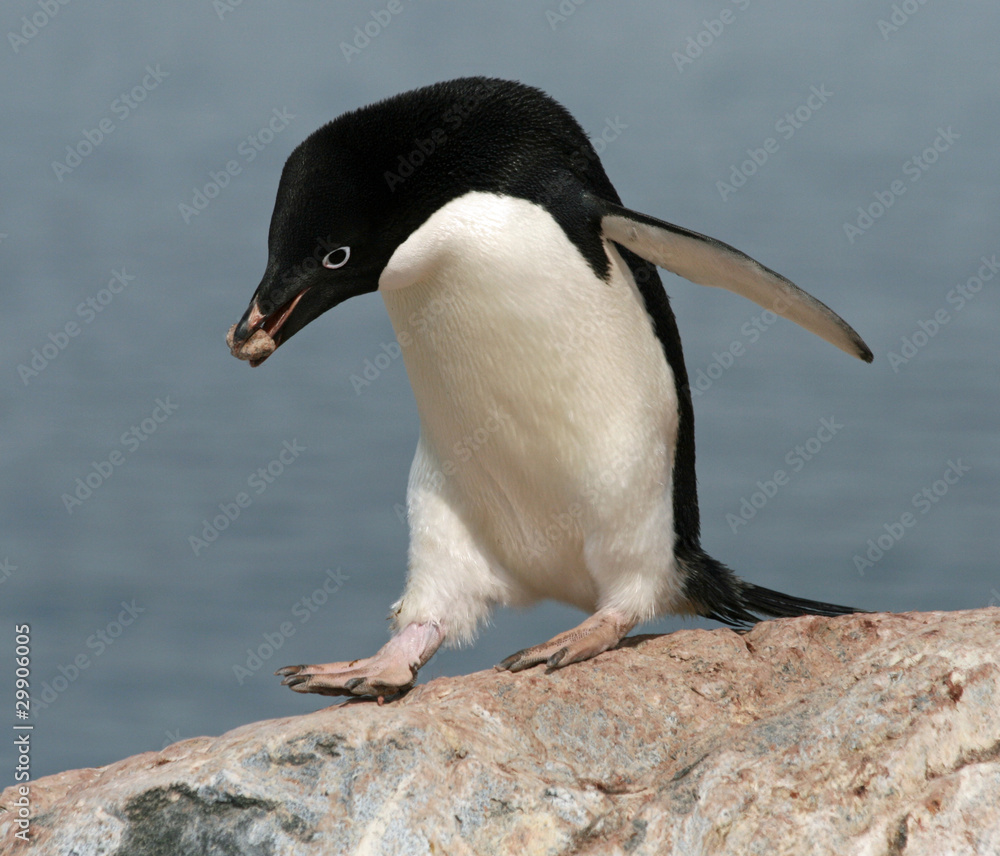 Obraz premium Adelie Penguin 2