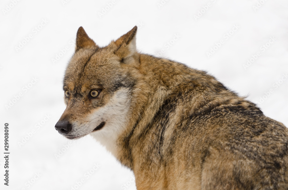 Wolf, Canis lupus Wolf, Canis lupus