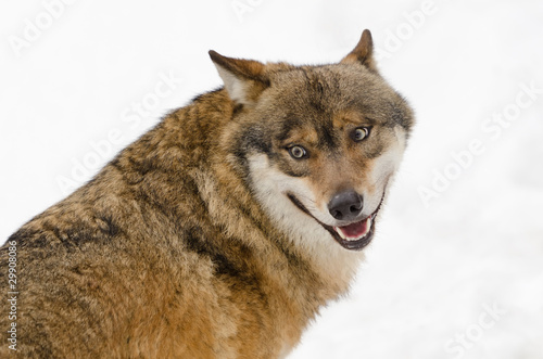 Canvas Print Wolf, Canis lupus