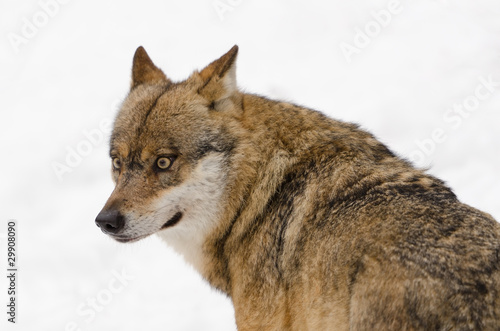 Wolf, Canis lupus © Wolfgang Kruck