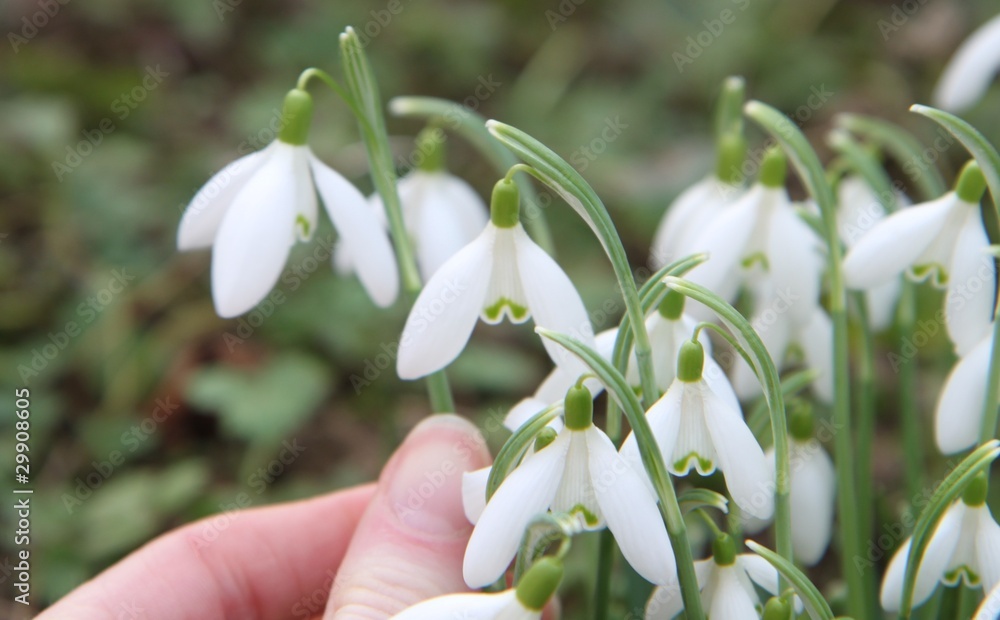 Perce-Neige - Galanthus nivalis Perce-Neige - Galanthus nivalis