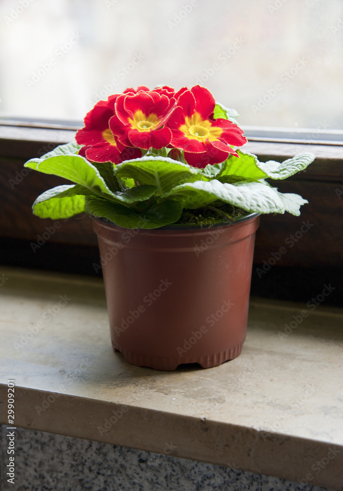 Red flower in the pot on a window sill