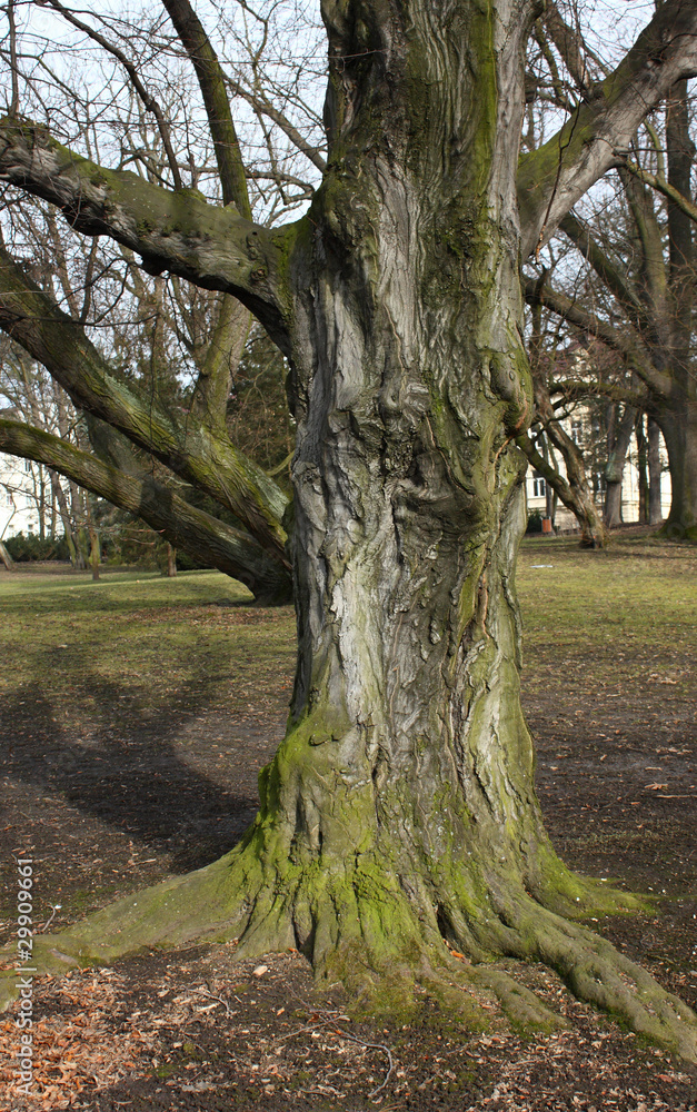 Old tree in a park