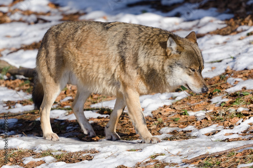 Wolf  Canis lupus