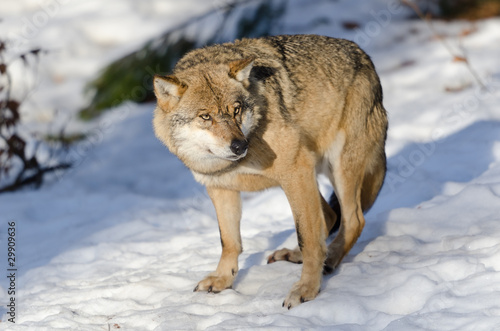 Wolf, Canis lupus © Wolfgang Kruck