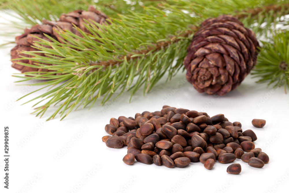 Siberian pine nuts and needles branch Siberian pine nuts and needles branch