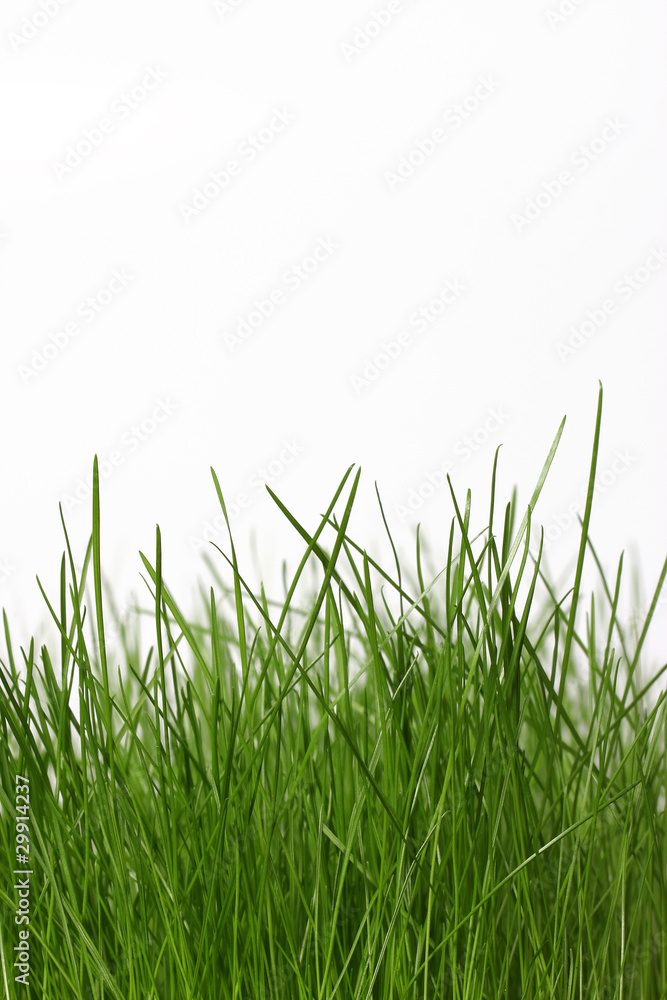 Frisches Gras Frisches Gras