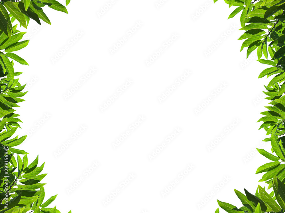 Natural green leaf frame Natural green leaf frame