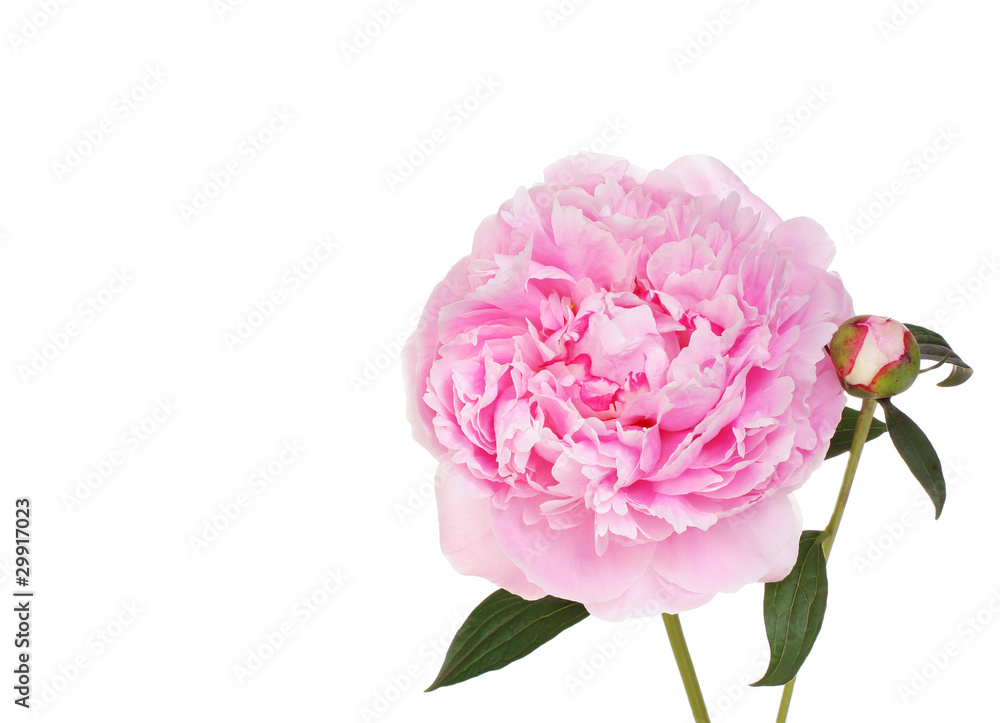 Beautiful pink Peony flower with bud.
