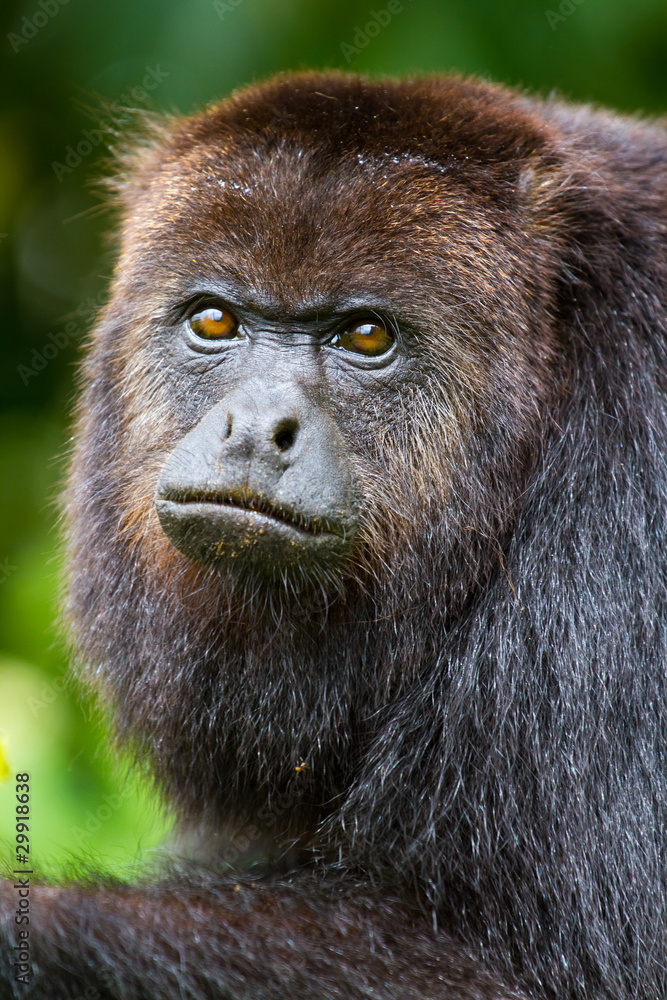 Obraz premium Howler monkey