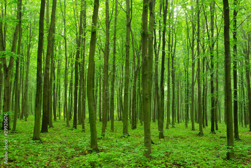 green forest