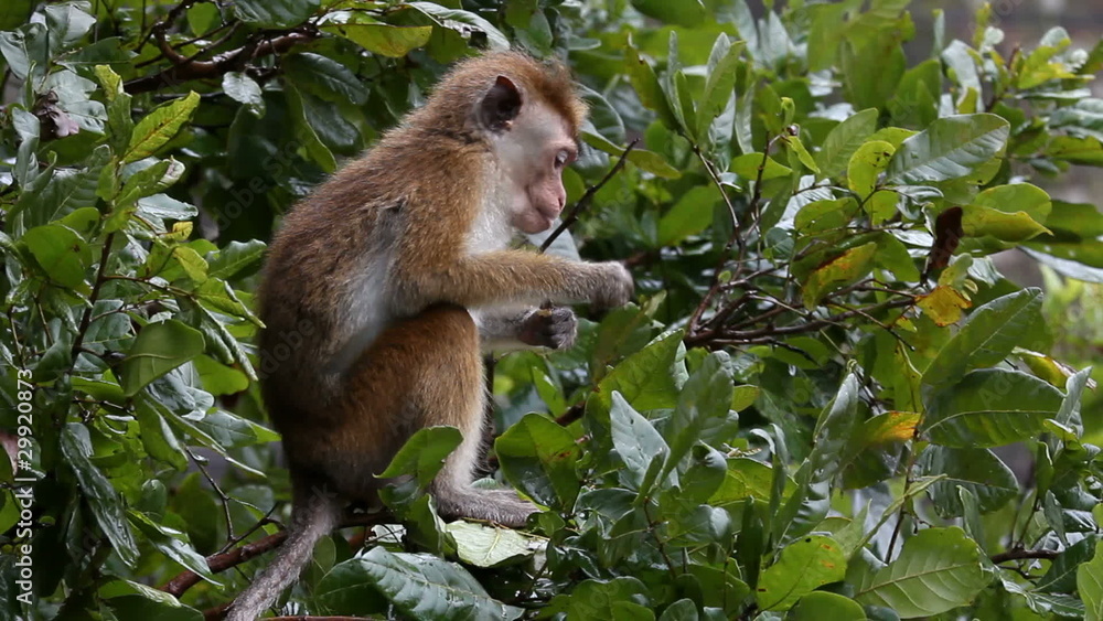 Monkey Monkey