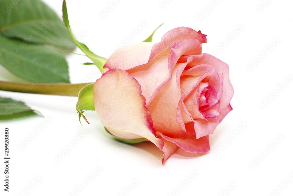 red rose red rose